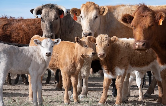 The Magic of Regenerative Ranching at Rancho Largo